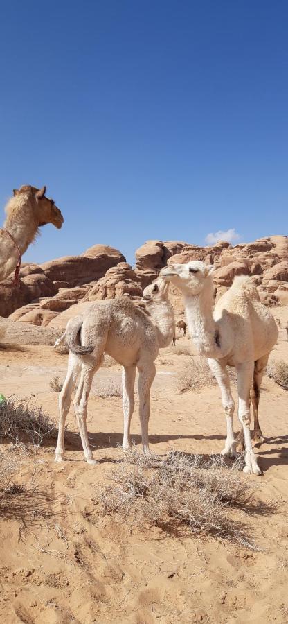 Hotel Sunrise Camp Wadi Rum Exterior foto